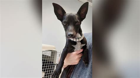 Escaped dog at Atlanta airport found after three weeks